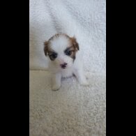 Shih Tzu - Both