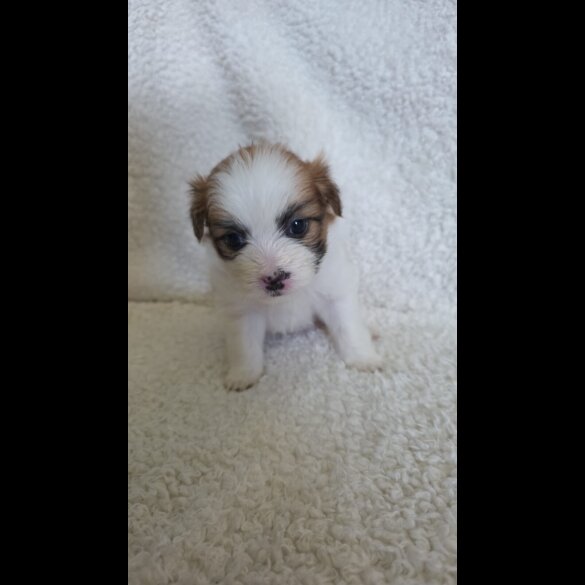 Shih Tzu - Both