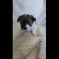 Shih Tzu - Both