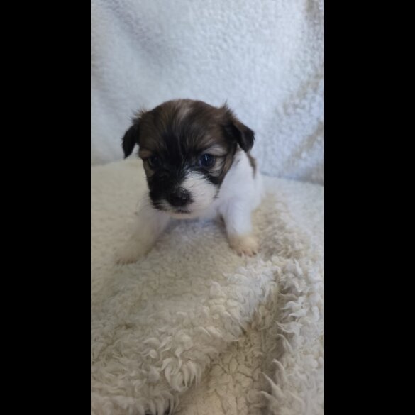 Shih Tzu - Both