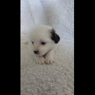 Shih Tzu - Both
