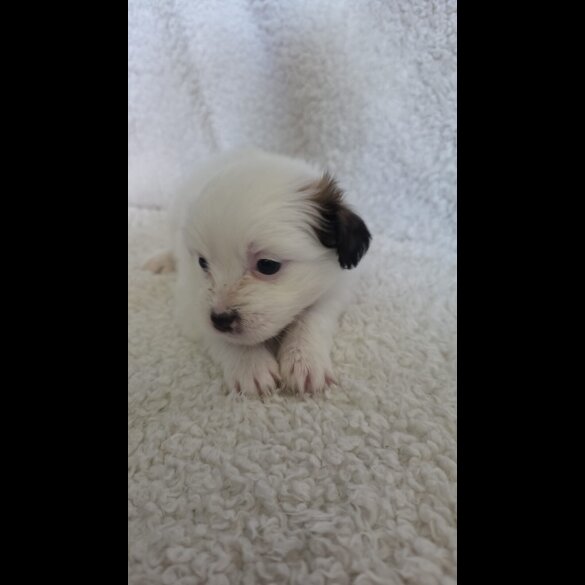 Shih Tzu - Both