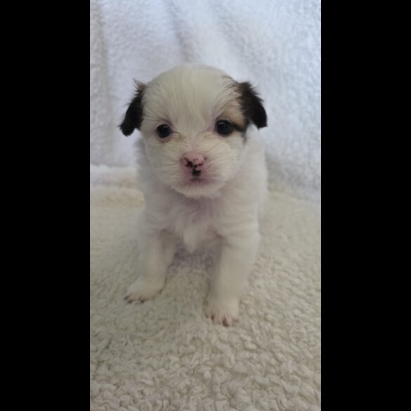 Shih Tzu - Both