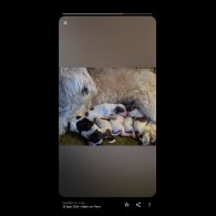 Shih Tzu - Both