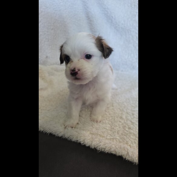 Shih Tzu - Both