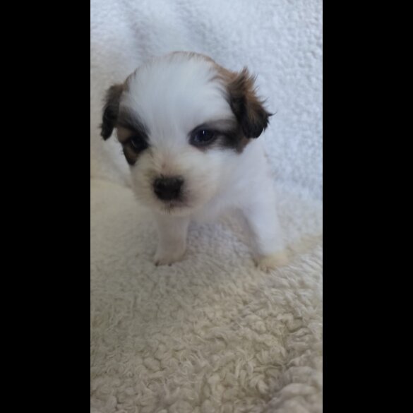 Shih Tzu - Both