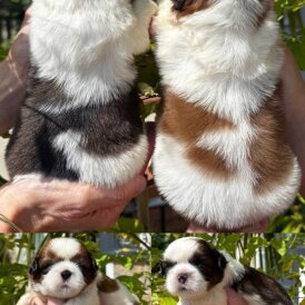 Shih Tzu - Both