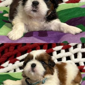 Shih Tzu - Both