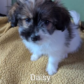 Shih Tzu - Both