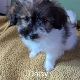 Shih Tzu - Both