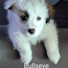 Shih Tzu - Both