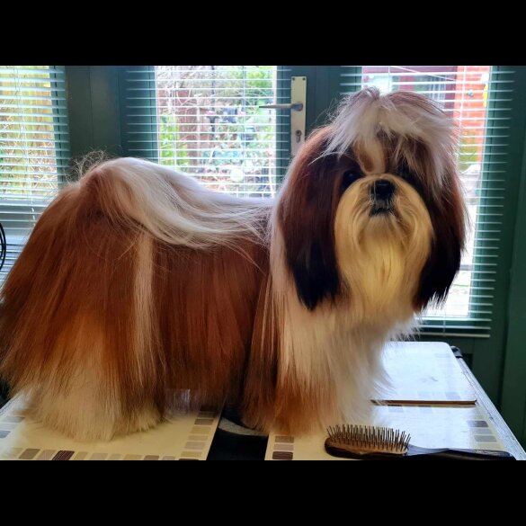 Shih Tzu - Both
