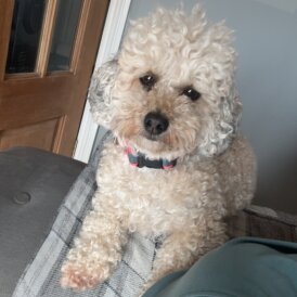 Shihpoo - Bitches
