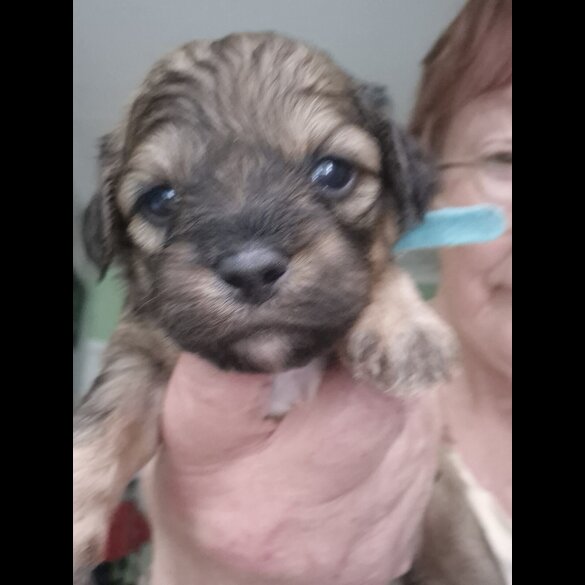 Shihpoo - Both