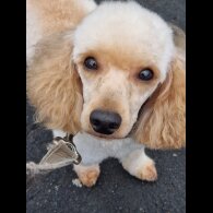 Shihpoo - Both
