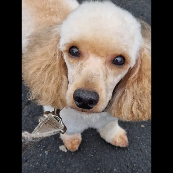 Shihpoo - Both