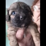Shihpoo - Both