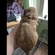 Shihpoo - Both