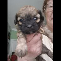 Shihpoo - Both