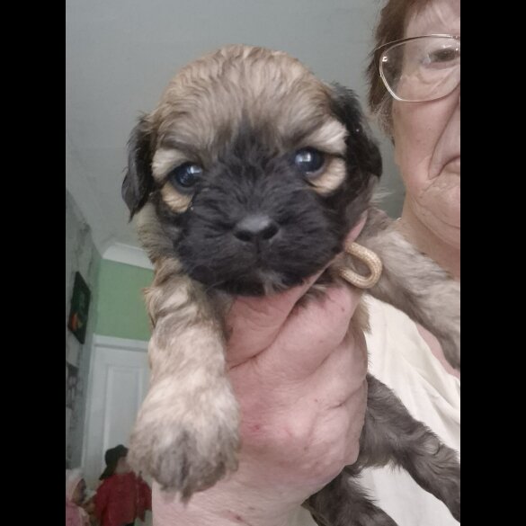 Shihpoo - Both