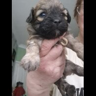 Shihpoo - Both