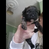 Shihpoo - Both