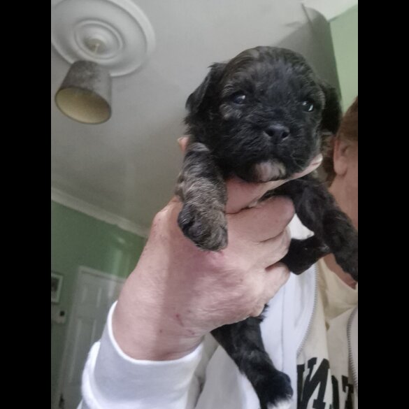 Shihpoo - Both