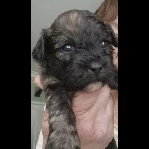 Shihpoo - Both