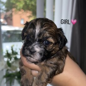 Shihpoo - Both