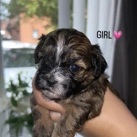 Shihpoo - Both