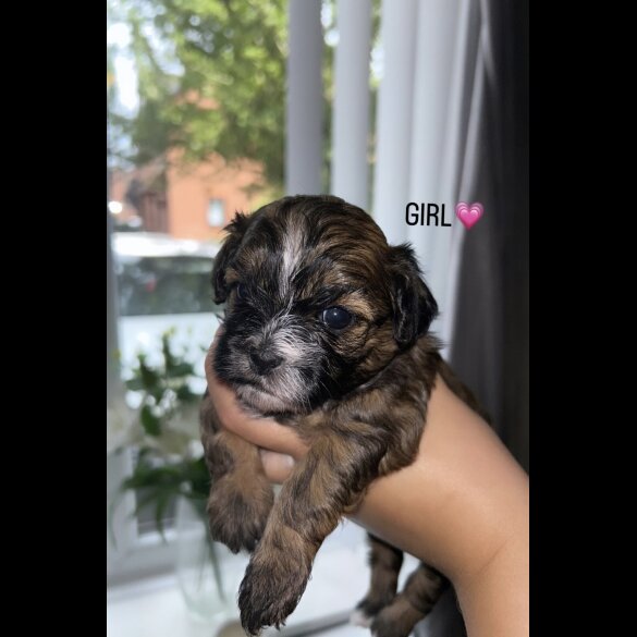 Shihpoo - Both