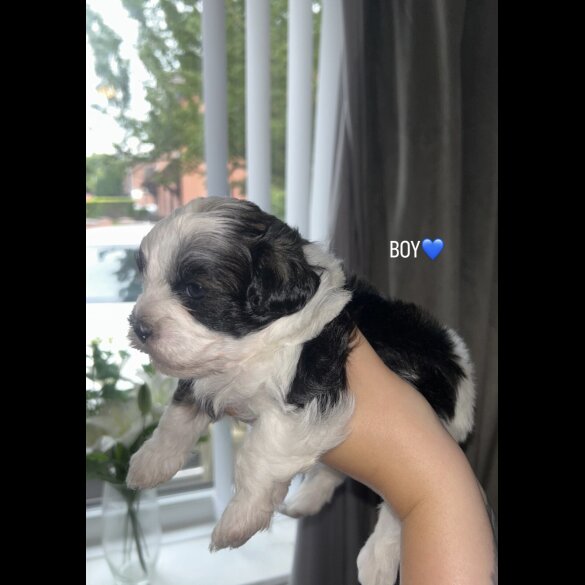 Shihpoo - Both