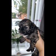 Shihpoo - Both