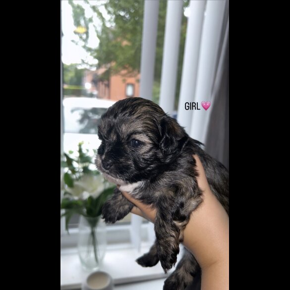 Shihpoo - Both