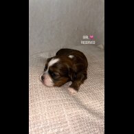 Shihpoo - Both