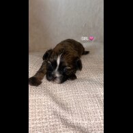 Shihpoo - Both