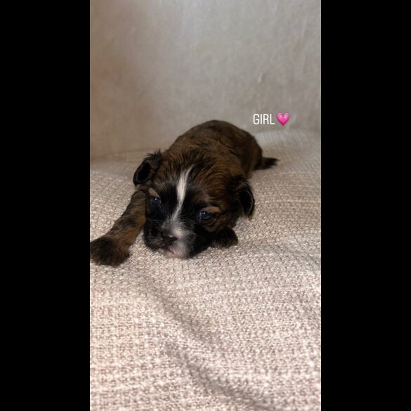Shihpoo - Both
