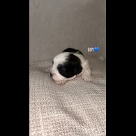 Shihpoo - Both