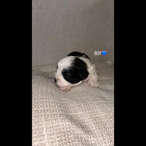 Shihpoo - Both