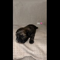 Shihpoo - Both
