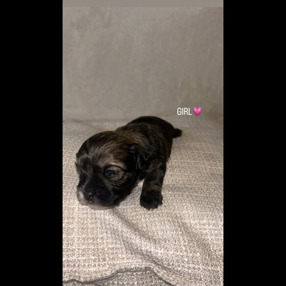 Shihpoo - Both