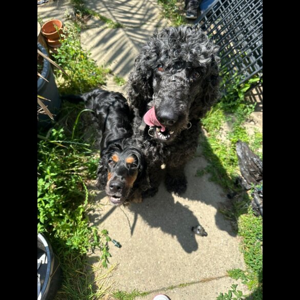 Cockapoo - Both