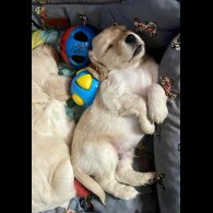 Cockapoo - Both