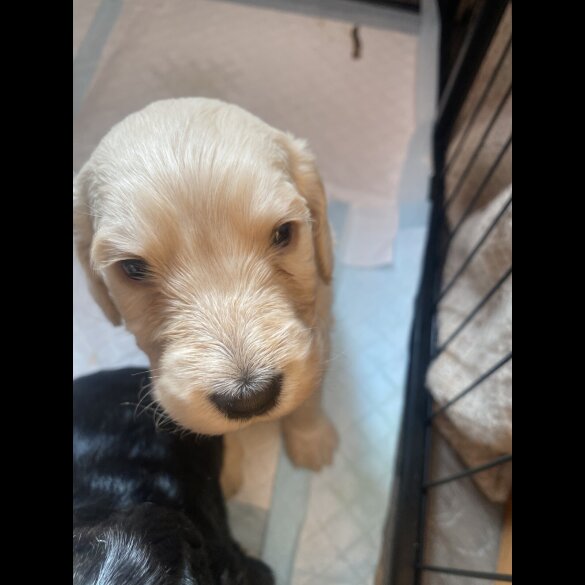 Cockapoo - Both