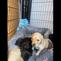 Cockapoo - Both