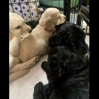 Cockapoo - Both