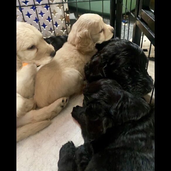 Cockapoo - Both