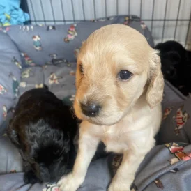 Cockapoo - Both