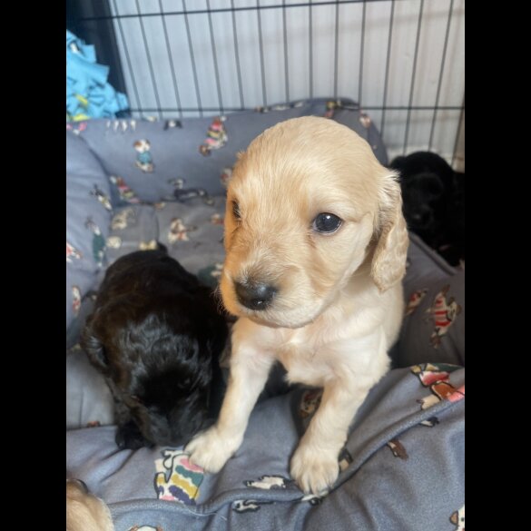 Cockapoo - Both