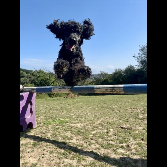 Cockapoo - Both